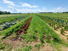 Gemüsegärtner*in (w/m/d) oder Landwirt*in (m/w/d) – ökologischer Anbau (Freiland)