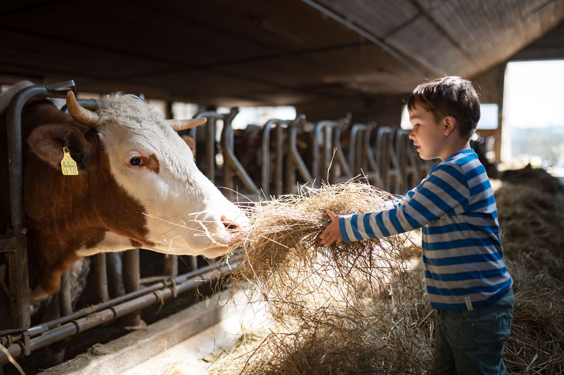Pestalozzi Kinder- und Jugenddorf  Landwirtschaft