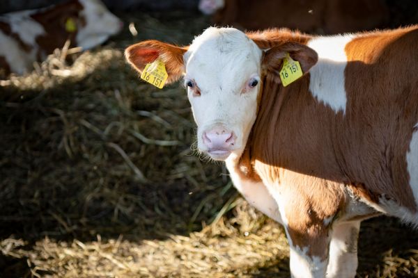 Pestalozzi Landwirtschaft